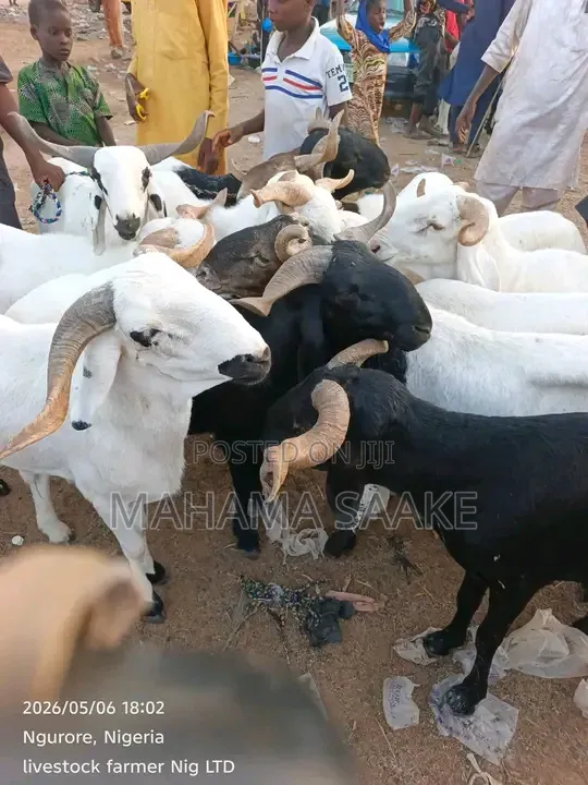 Local Sheeps