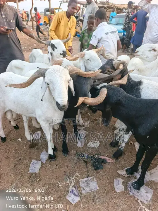 Local Sheeps