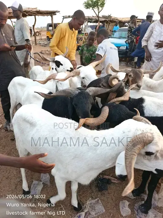 Local Sheeps