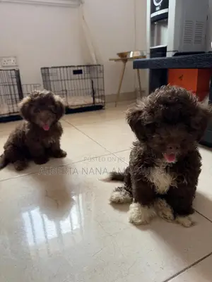 1-3 months Male Mixed Breed Poodle