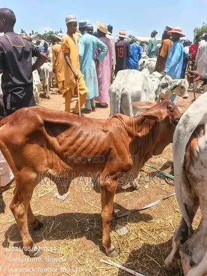 Gudali Cows