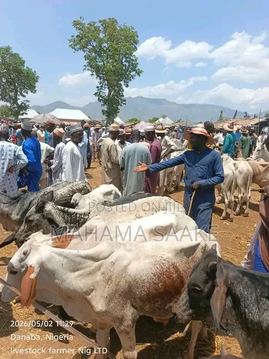 Gudali Cows