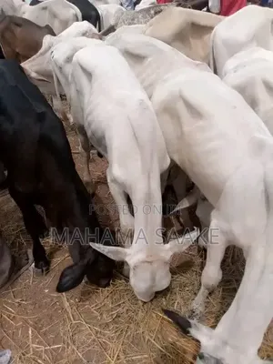 Gudali Cows