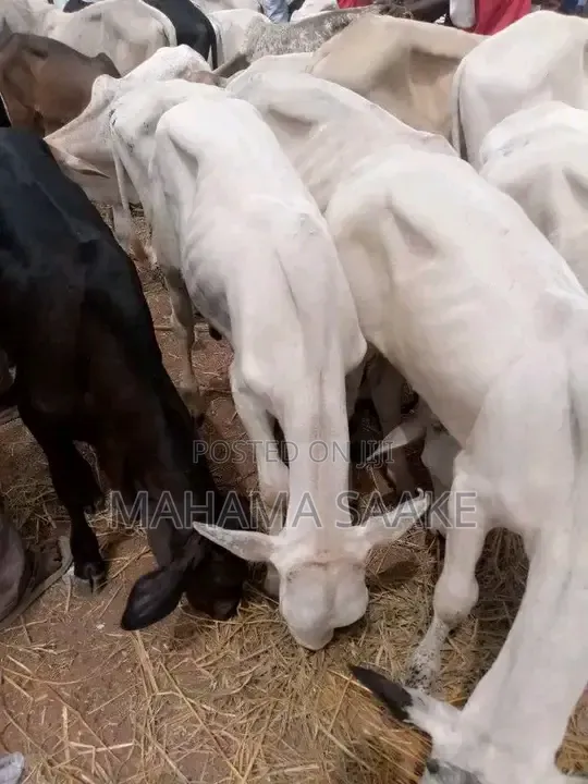 Gudali Cows