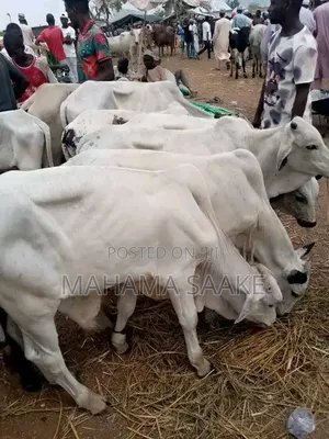 Gudali Cows