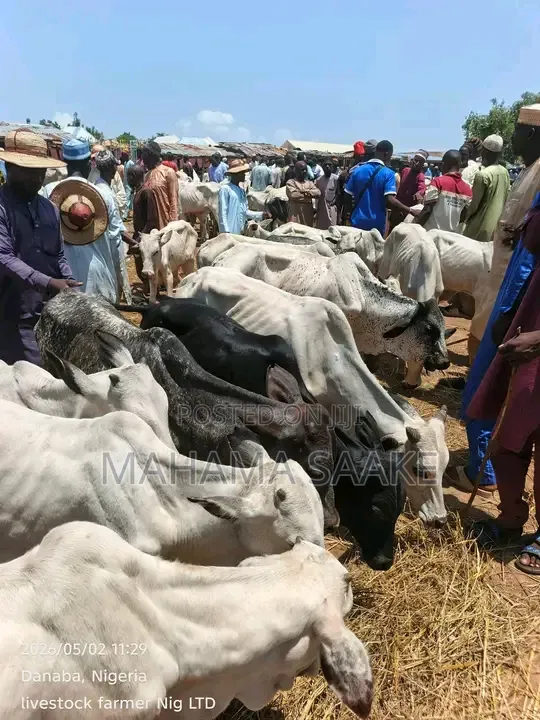 Gudali Cows