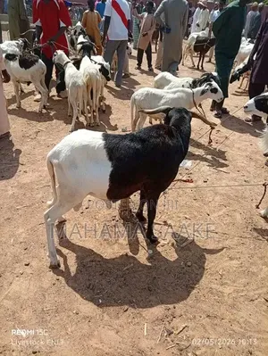 Local Sheep
