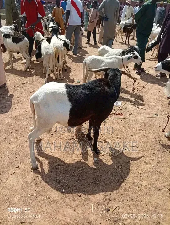 Local Sheep
