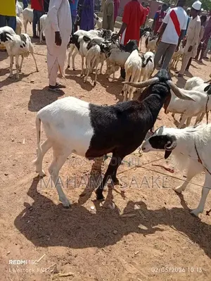 Local Sheep