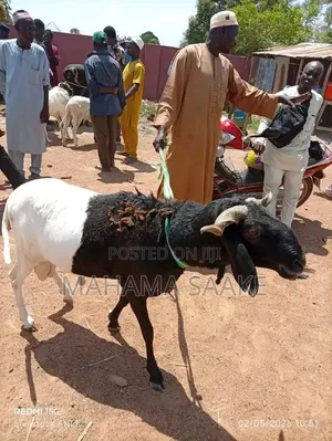 Local Sheep