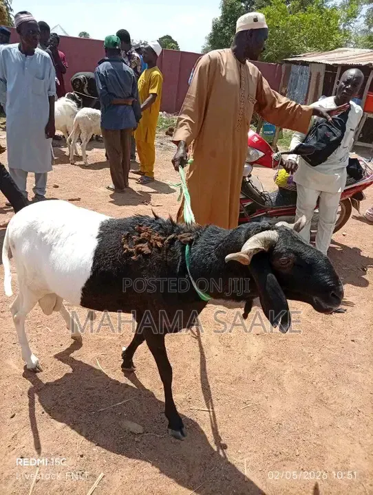 Local Sheep