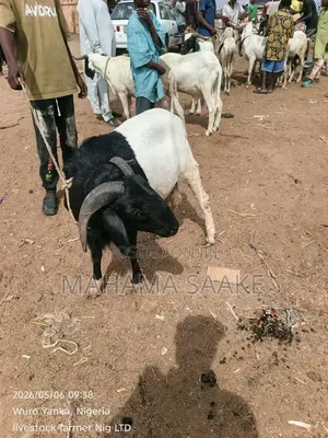Local Sheep