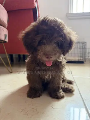 1-3 months Female Mixed Breed Poodle