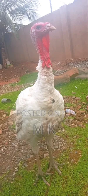 Matured Turkeys for Sale