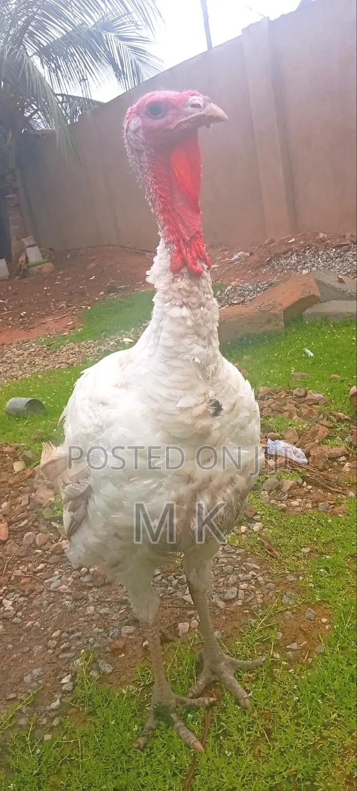 Matured Turkeys for Sale