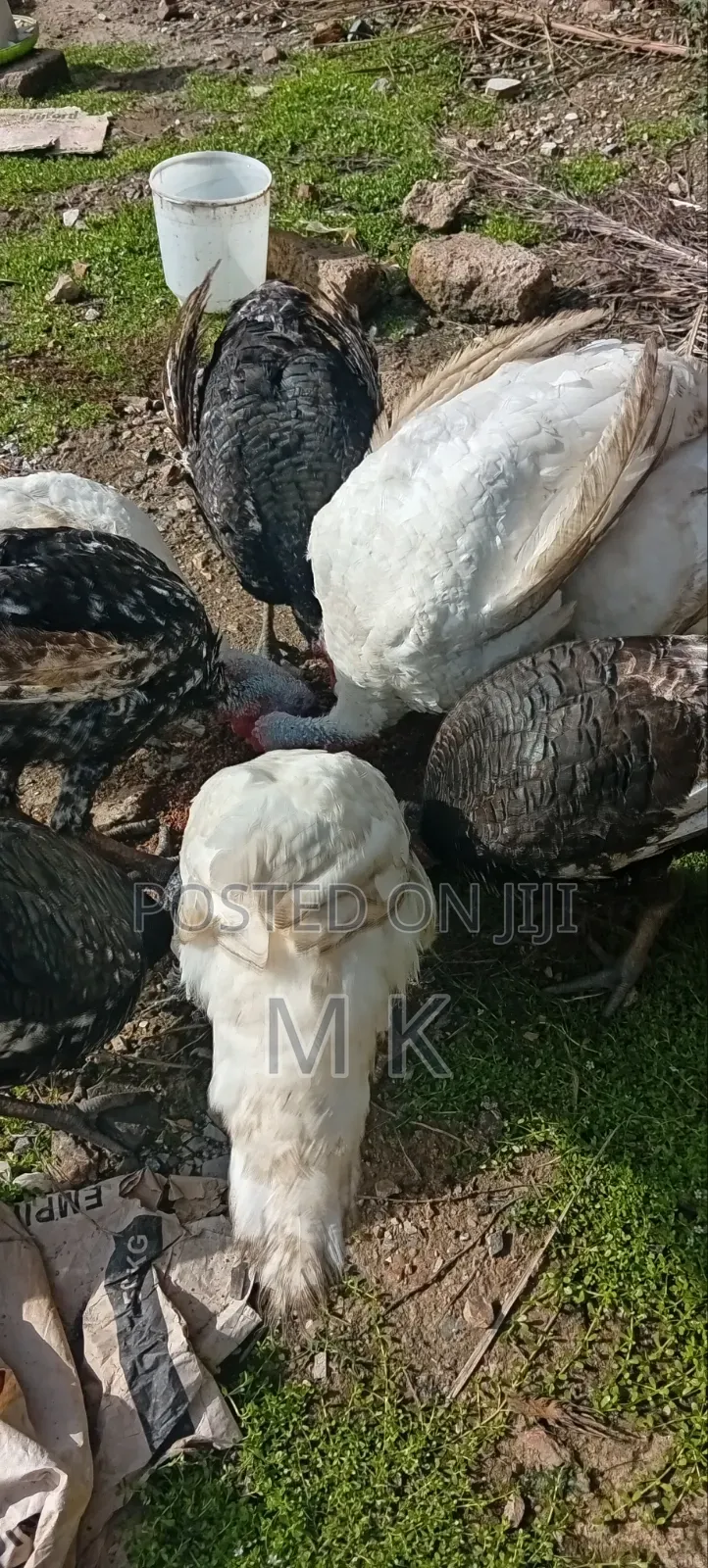 Matured Turkeys for Sale