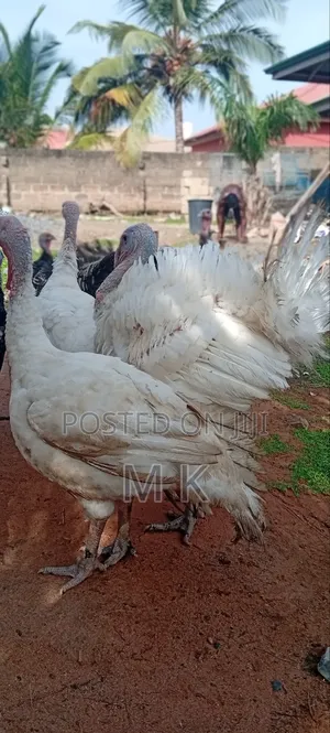 Matured Turkeys for Sale