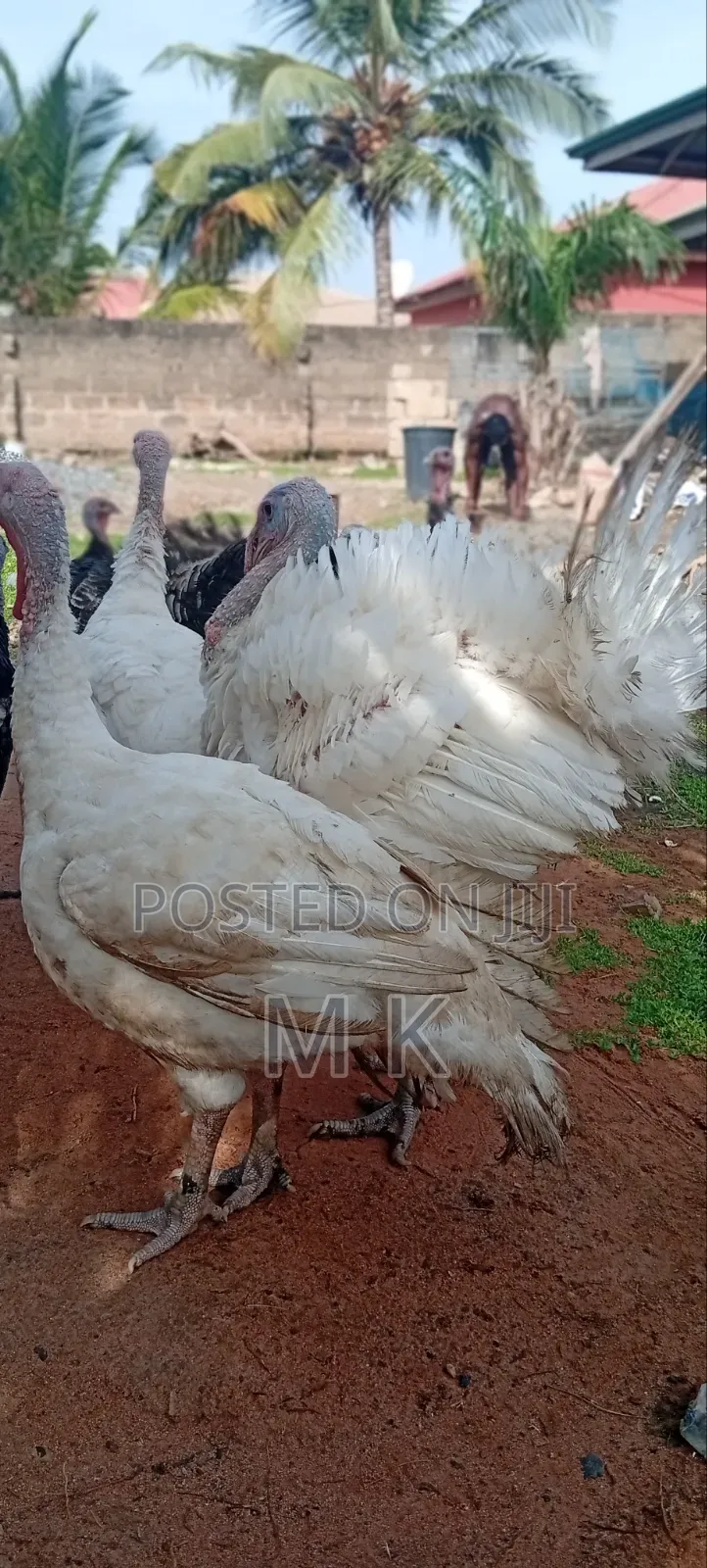 Matured Turkeys for Sale