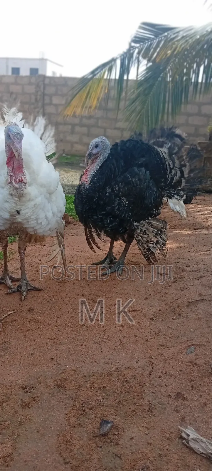 Matured Turkeys for Sale
