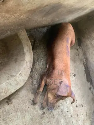 Pigs and Piglets