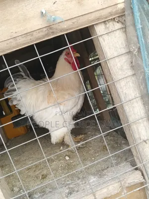 Day Old to Adult Brahma Chicken for Sale