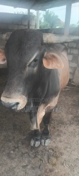 Big Bull For Sale