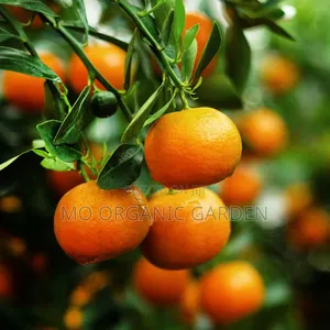 Clementine Orange Plant Seedling