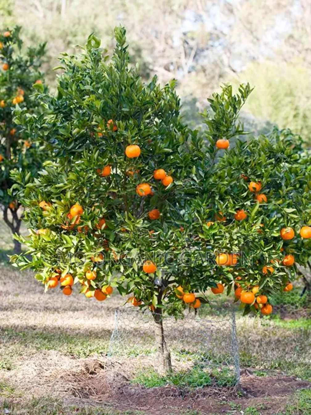 Clementine Orange Plant Seedling