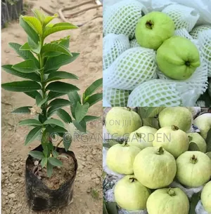 White Jumbo Guava Plant Seedling