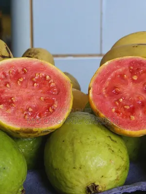 Exotic Red Jumbo Guava Plant Seedling