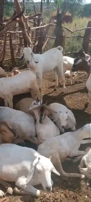 Nice Goat Seller