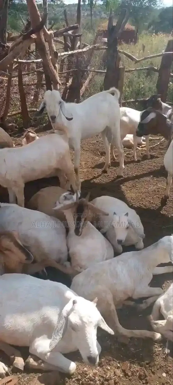 Nice Goat Seller