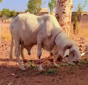 Nice Male Sheep Seller