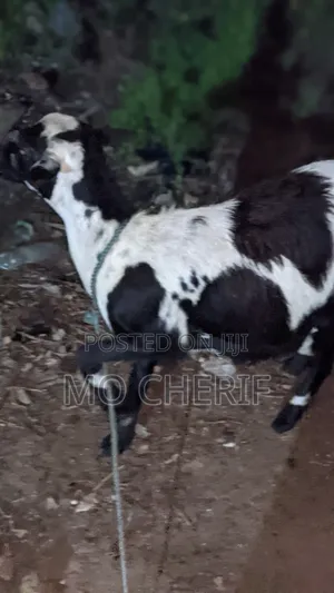 Female Sheep