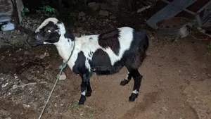 Female Sheep