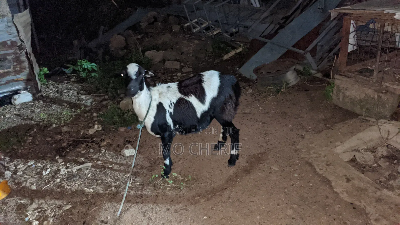 Female Sheep