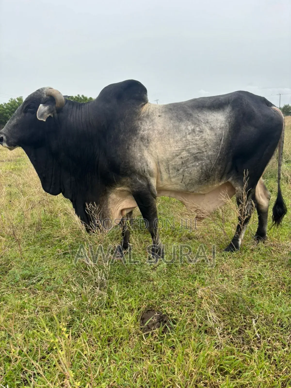 Livestock And Butchery