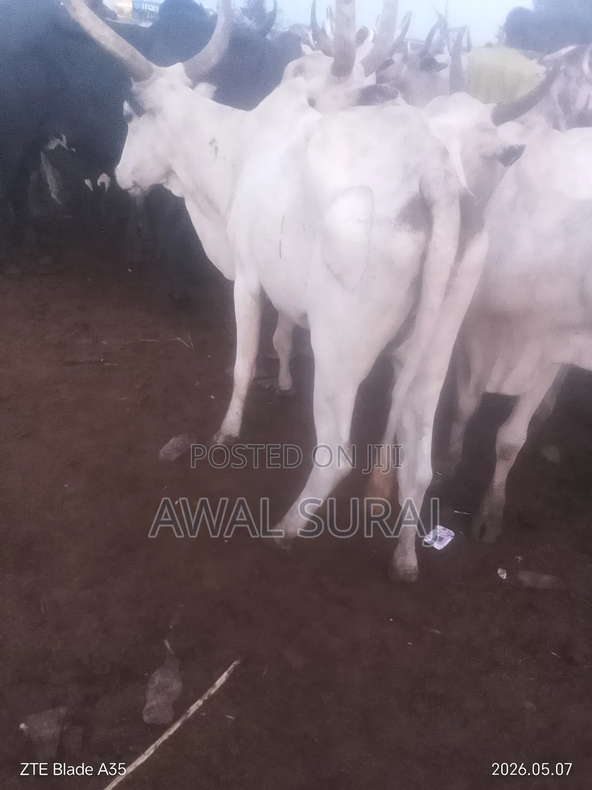 Livestock And Butchery