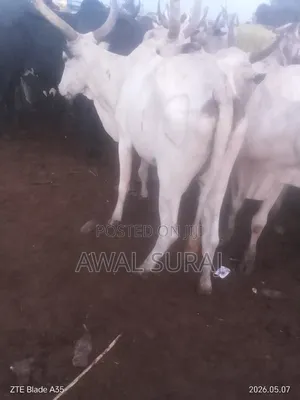 Livestock And Butchery