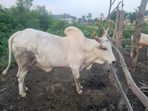 Livestock And Butchery