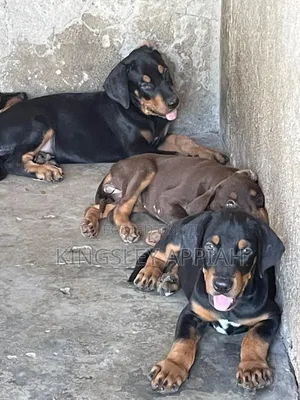 1-3 months Male Purebred Doberman Pinscher