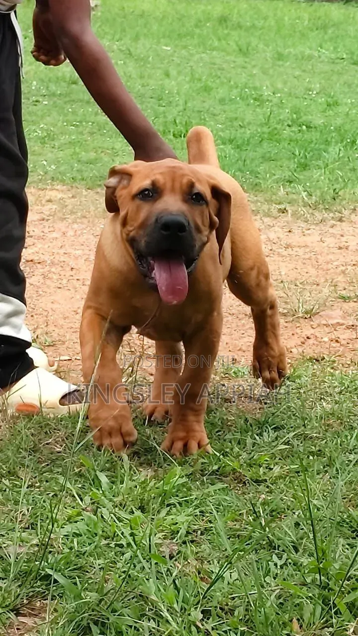 1-3 months Female Purebred Boerboel