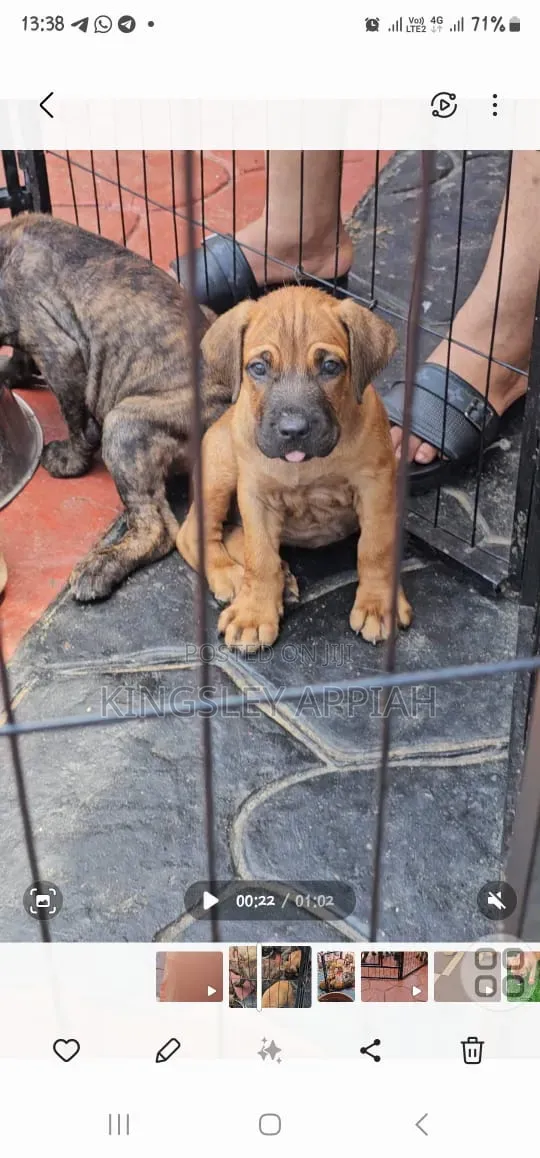 1-3 months Female Purebred Boerboel
