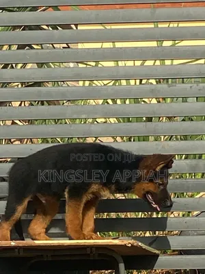 1-3 months Male Purebred German Shepherd