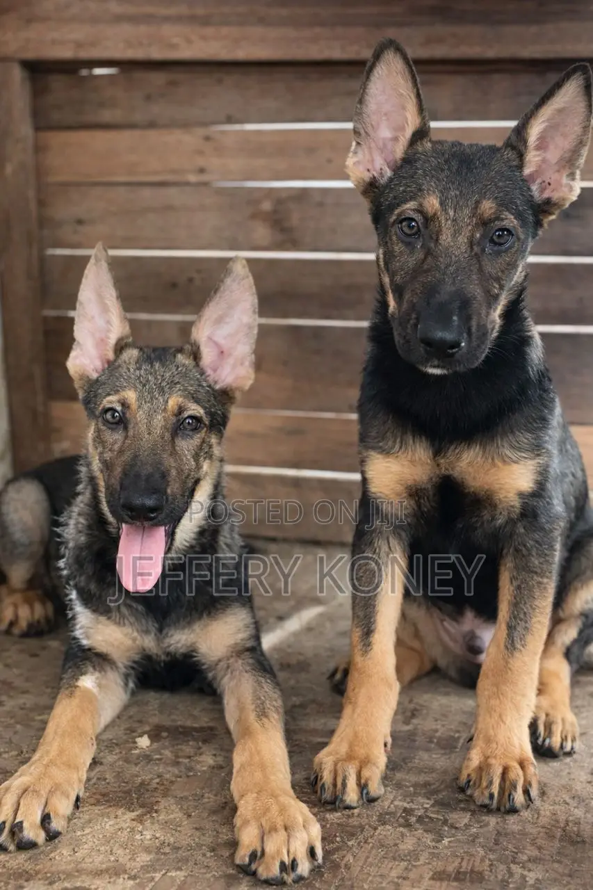 1-3 months Male Purebred German Shepherd