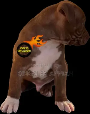 1-3 months Male Purebred American Bully