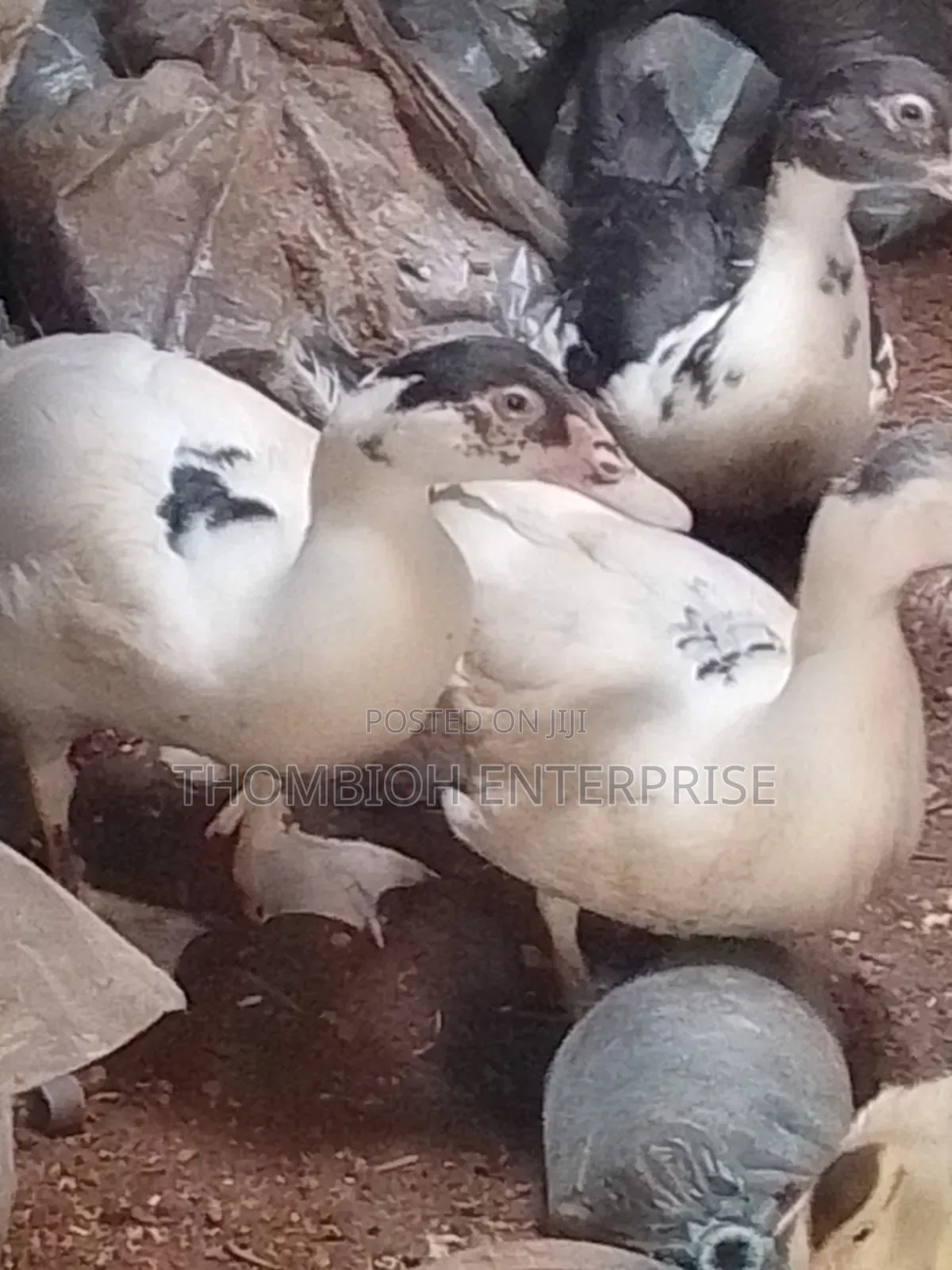Ducks for Sale