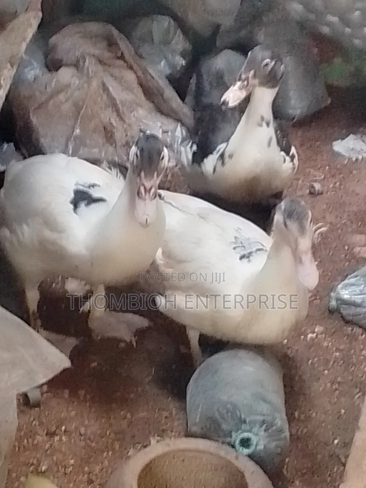 Ducks for Sale