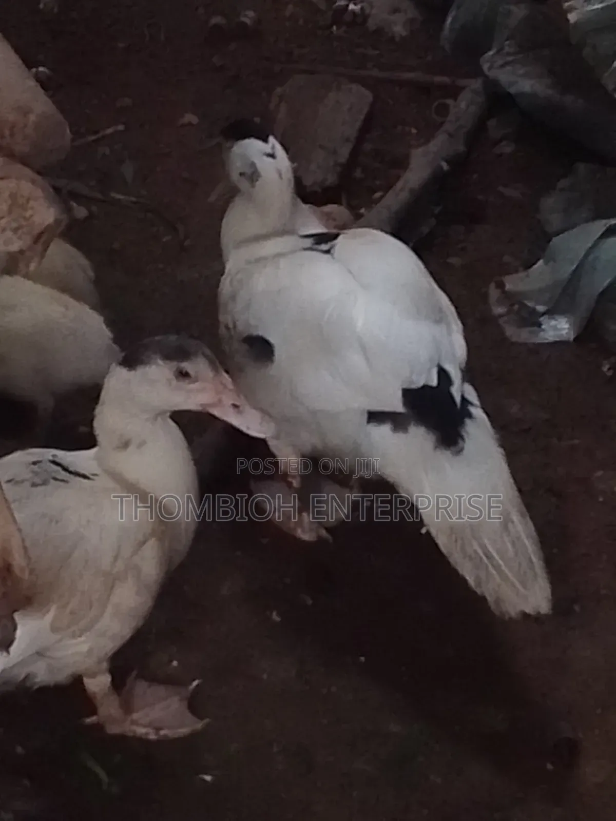 Ducks for Sale