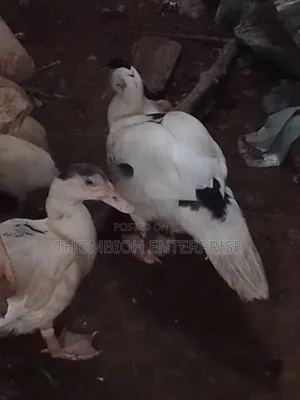Ducks for Sale